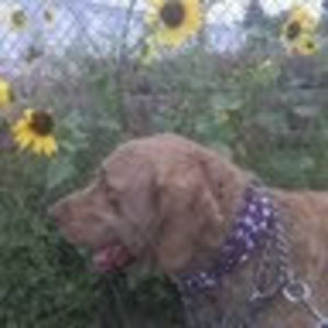 Meet your Posher, Millie